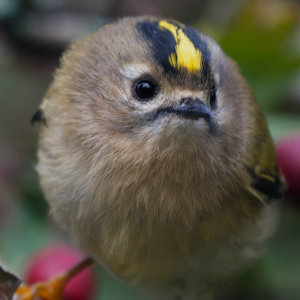 Goldcrest