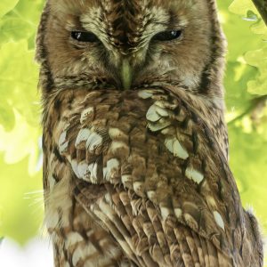 Tawny Owl 3
