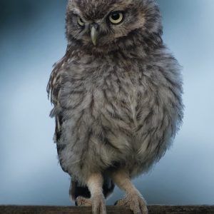 Little Owl 5