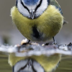 Blue Tit