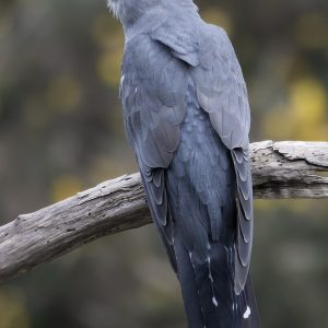 Common Cuckoo 2