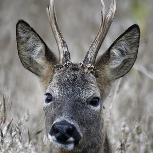 Roe Buck 2