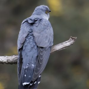 Common Cuckoo 3