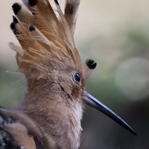 Hoopoe
