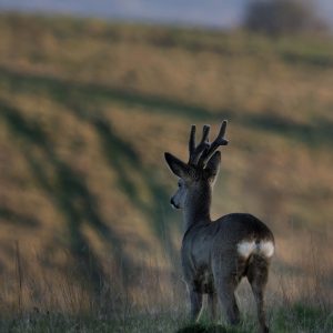 Roe Buck 3