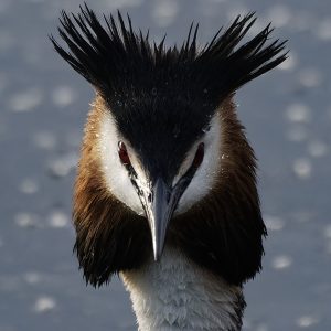 Great Crested Grebe