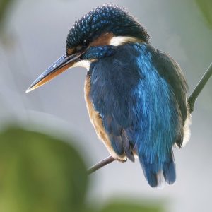Kingfisher 3