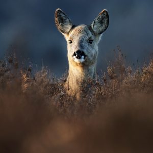 Roe Deer 2