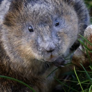 Water Vole