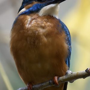 Kingfisher 6