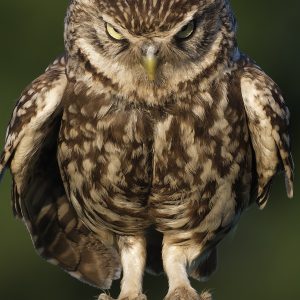 Little Owl 6