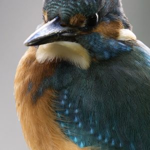 Kingfisher 5