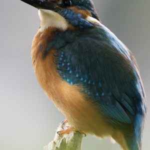 Kingfisher 7