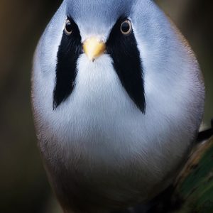 Bearded Tit 2