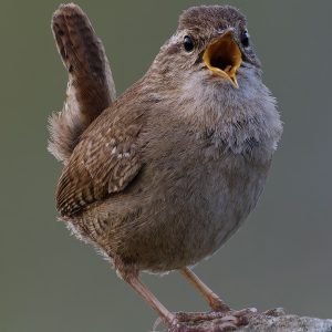 Wren
