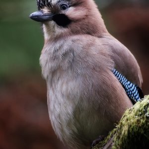 Eurasian Jay