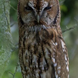 Tawny Owl