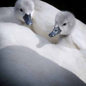 Swan chicks