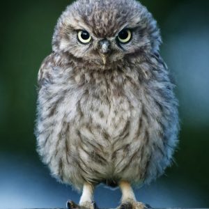 Little Owl 7