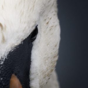 Mute Swan 2