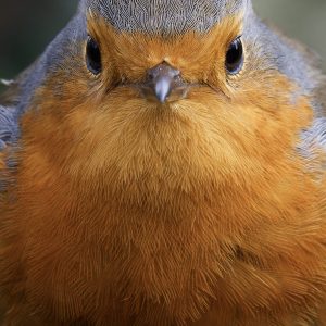 Robin