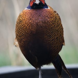 Pheasant