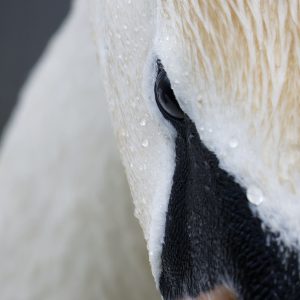 Mute Swan
