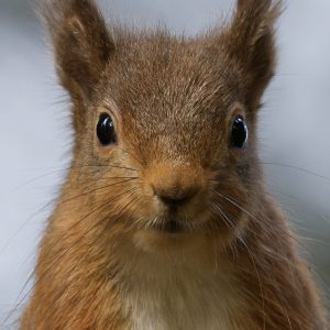 Red Squirrel