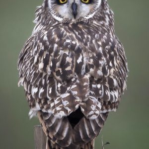 Short-eared Owl