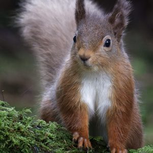 Red Squirrel 2