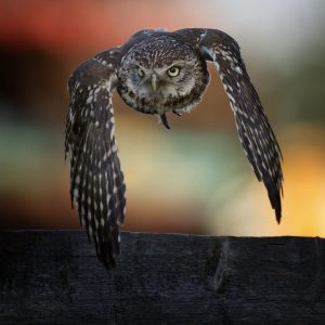 Little Owl flight