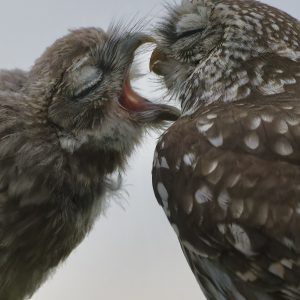 Little Owl feeding