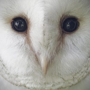 Barn Owl 2