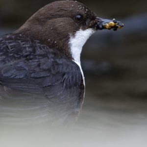 Dipper