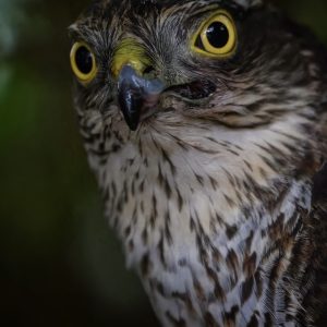 Sparrowhawk