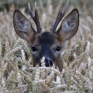 Roe Buck