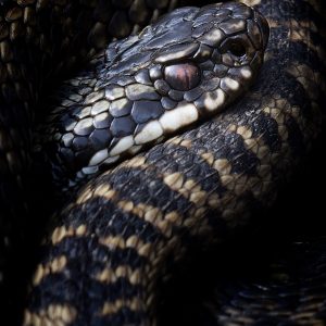 Adder 2