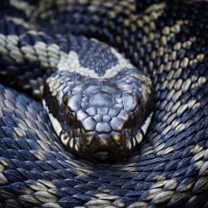 Adder