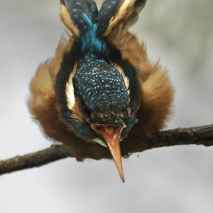 Kingfisher 2
