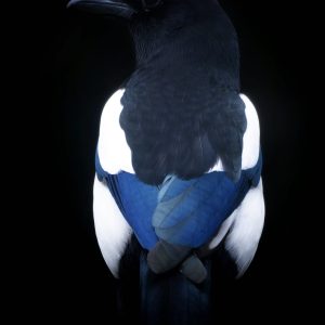Magpie