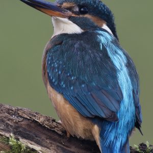 Kingfisher 4