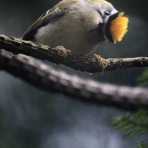 Firecrest