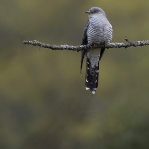 Common Cuckoo