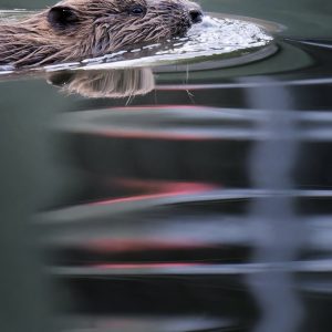 Beaver