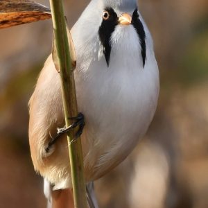 Bearded Tit