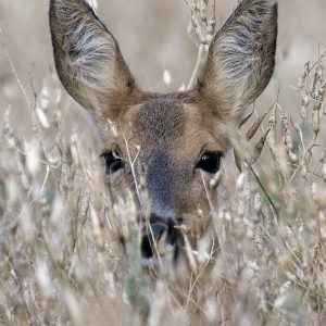 Roe Deer