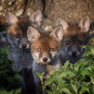 Fox Cubs
