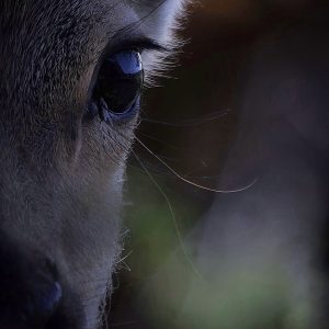 Sika Deer