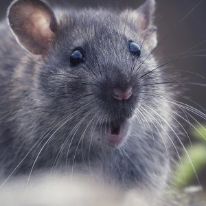 Rat