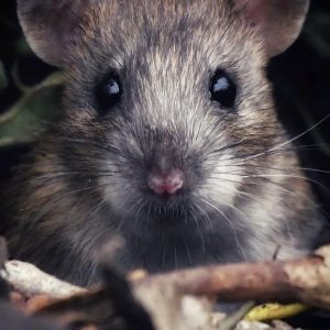 Rat 2